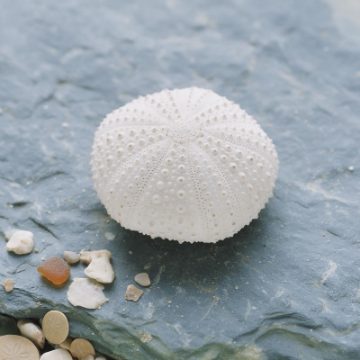 A sea urchin skeleton